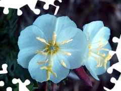 Oenothera albicaulis