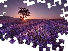 Field, trees, rays of the Sun, lavender