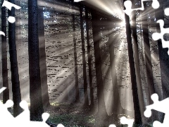 forest, viewes, rays of the Sun, trees