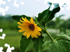 green ones, Leaf, Yellow, Sunflower, Colourfull Flowers