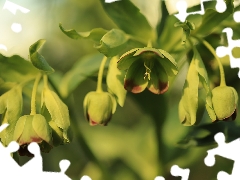 green ones, Helleborus, Buds, Flowers