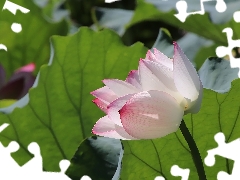 Leaf, lotus, green ones