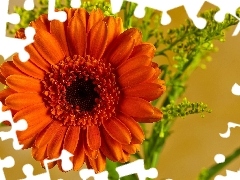 Gerbera, Colourfull Flowers, Orange