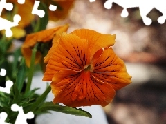 pansy, Colourfull Flowers, Orange