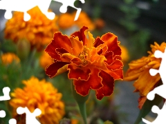 Orange, Colourfull Flowers, Tagetes, Stinkers, Tagetes