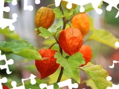 cup, physalis bloated, Orange