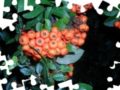 Fruits, Scarlet firethorn, Orange