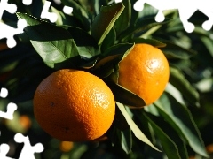 orange tree