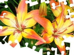 Orange, lilies, yellow