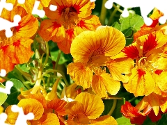 Orange, nasturtiums, yellow