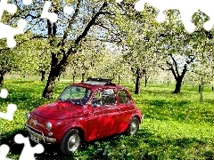 grass, Fiat 500, orchard