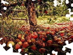 apples, apple-tree, orchard, Przebijające, luminosity, blur, sun, flash, ligh