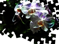 orchid