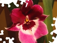 orchid