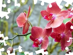 orchid