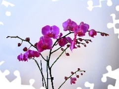 orchid