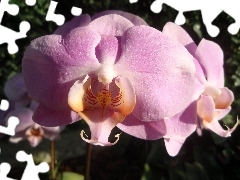 orchid