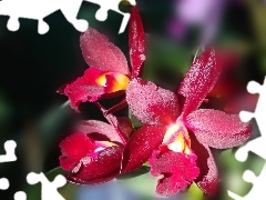 Claret, orchid