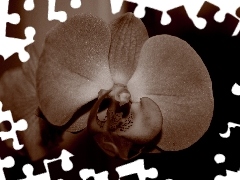 sepia, Colourfull Flowers, orchid