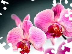 Colourfull Flowers, orchid, orchid