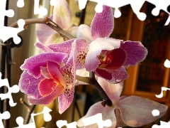 Flowers, orchid