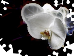 orchid, orchid