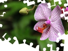 orchid, orchid