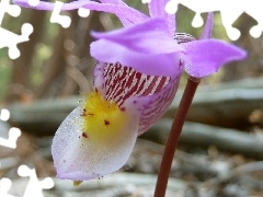 Pink, orchid