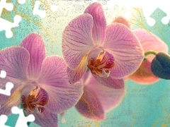 Pink, orchid