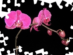 Pink, orchid