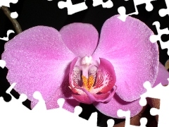 Pink, orchid