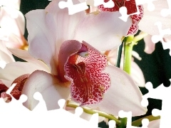 orchid, white, Pink