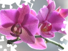 twig, orchid