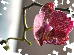 twig, orchid