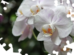 orchid, orchid, White