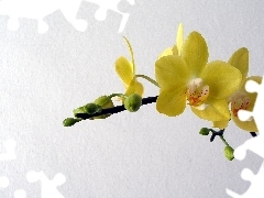 Yellow, orchid