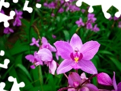 orchids