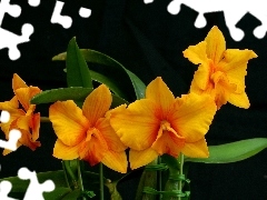 Orange, orchids