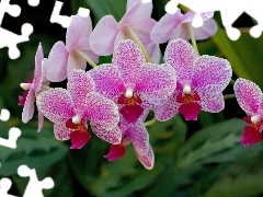 orchids, beatyfull, Pink