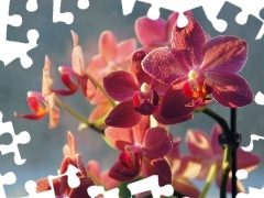 orchids, beatyfull, Pink