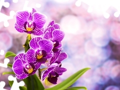 purple, orchids