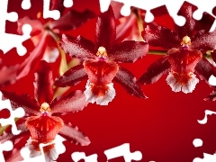 Red, orchids