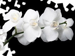 White, orchids