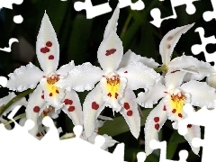 orchids, Flowers, White