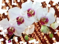 orchids, Flowers, White