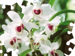 White, orchids