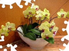 Yellow, orchids