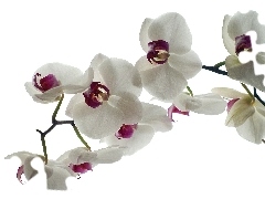 orchids