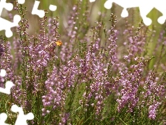 Pink, Heather ordinary