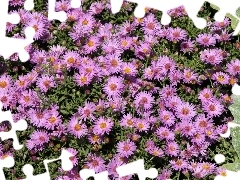 Flowers, Aster amellus, ornamental